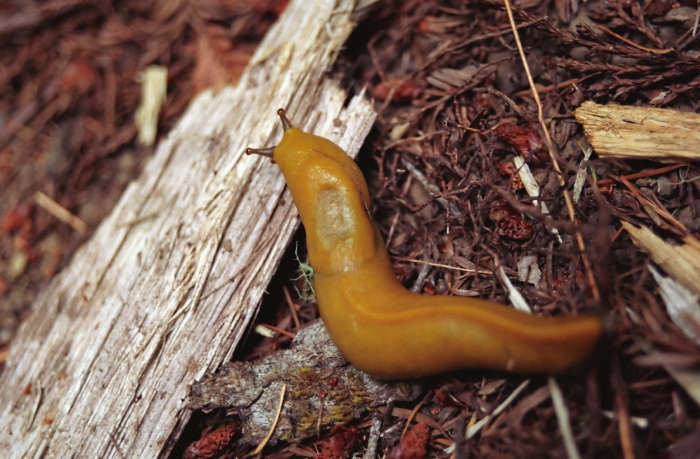 woods floor animal slug