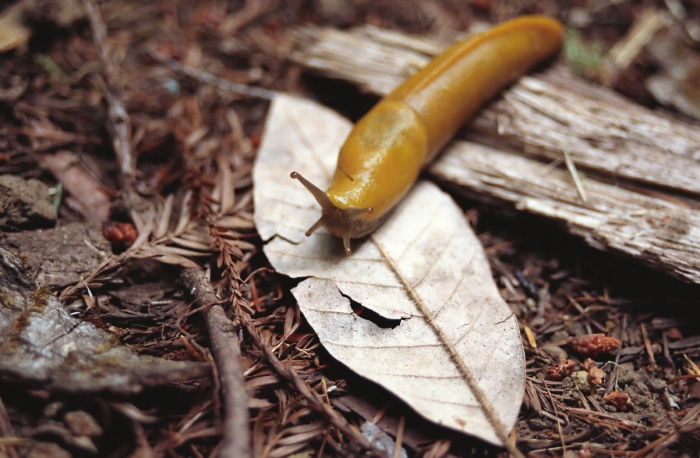 woods floor animal slug