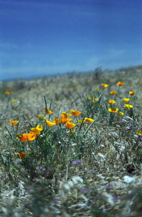 desert flower plant poppy