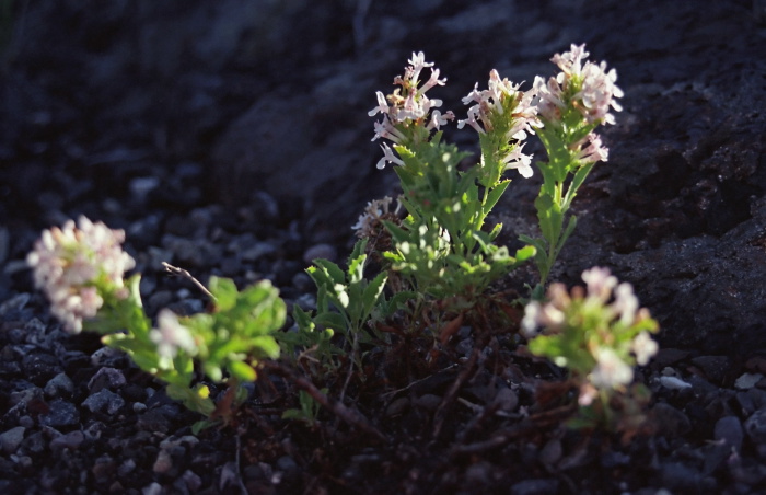 lava flower plant uncertain