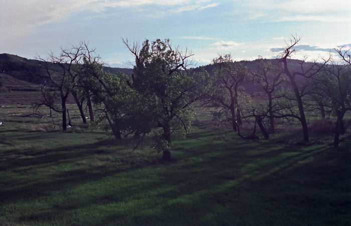 sunset silhouette field