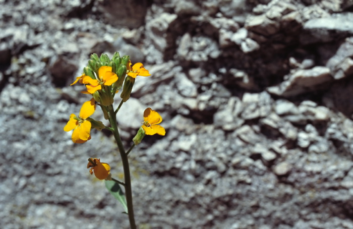  flower plant monkey flower