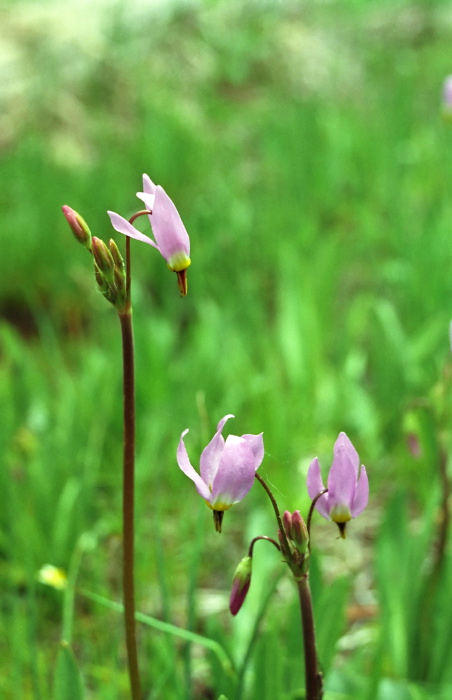  flower plant shooting star