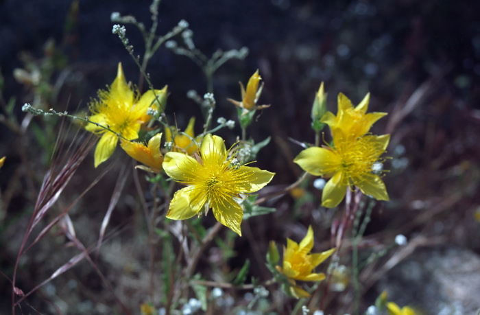  flower plant blazing star