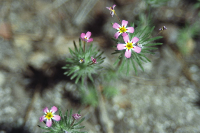  flower plant linanthus