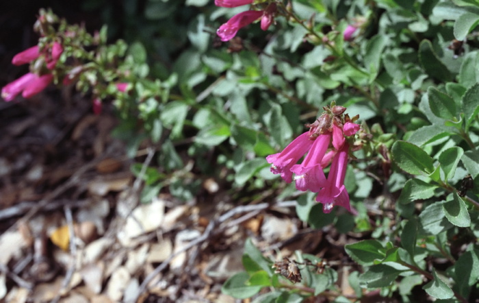  flower plant penstemon