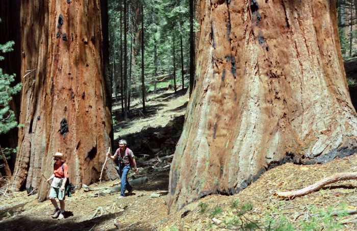 woods bark plant sequoia