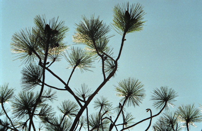  branches leaf plant pine