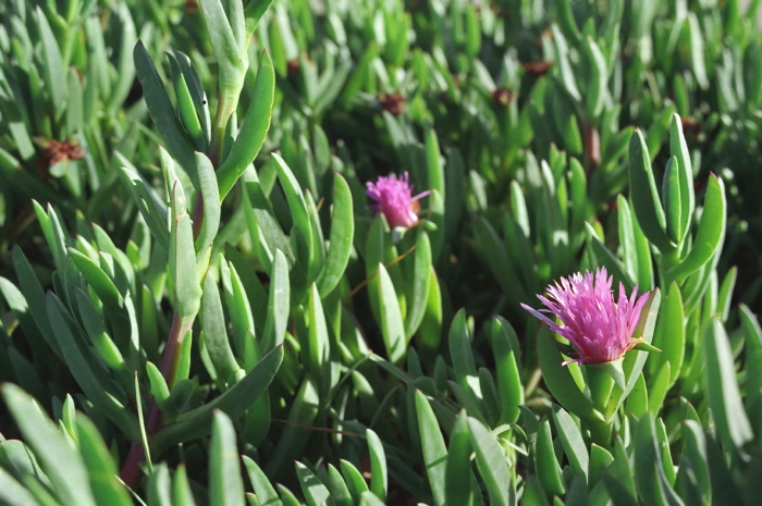  flower plant succulent ice plant