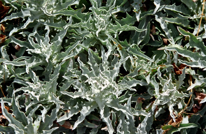  leaf plant nettle