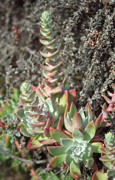  plant succulent