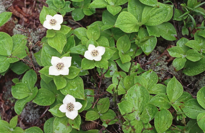 woods floor flower plant dogwood bunchberry