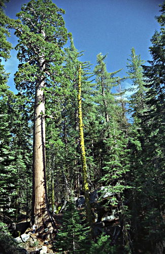 woods plant sequoia