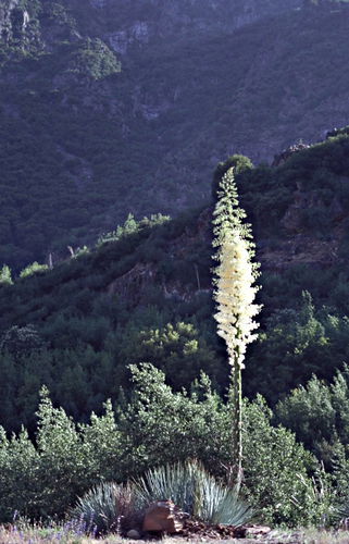  flower plant succulent agave yucca