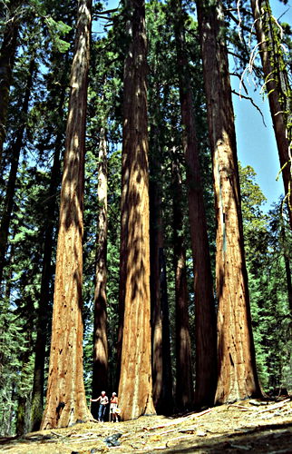 woods bark plant sequoia