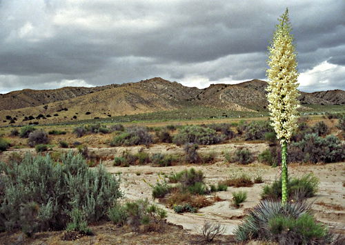 desert flower plant succulent agave yucca