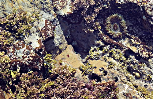 sea rock animal sea anemone