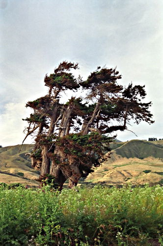 field plant cypress