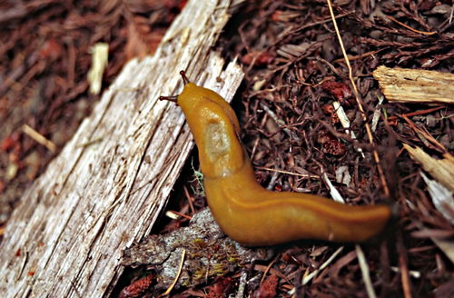 woods floor animal slug