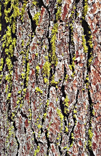  bark plant moss
