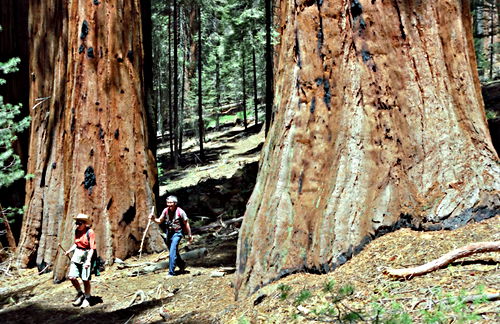 woods bark plant sequoia