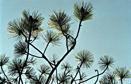  branches leaf plant pine