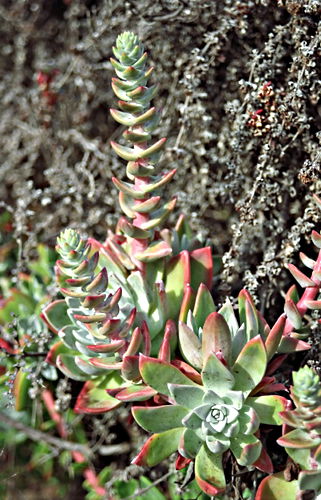  plant succulent