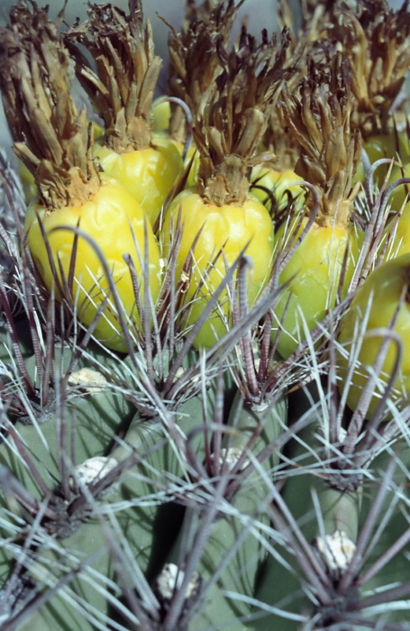  fruit plant cactus
