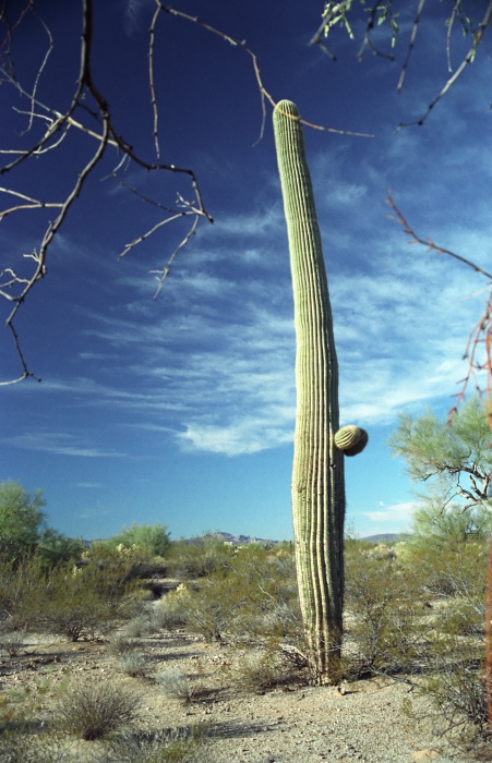 desert plant cactus saguaro