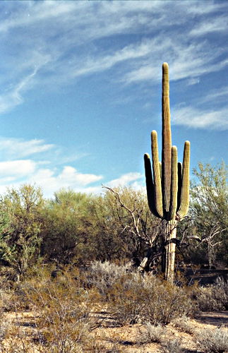 desert plant cactus saguaro