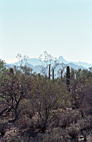 desert mountain plant cactus