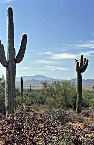 mountain desert plant cactus saguaro