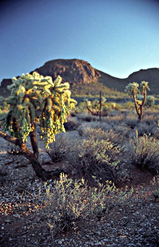 desert sunset plant cactus cholla