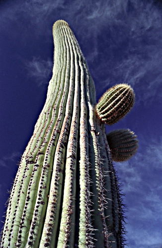  plant cactus saguaro