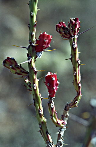  plant cactus