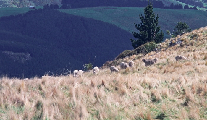 field plant grass animal sheep