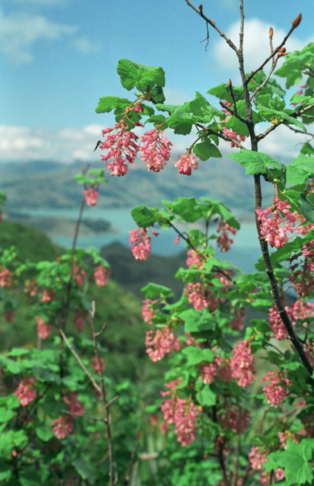 sea mountain flower plant ribes