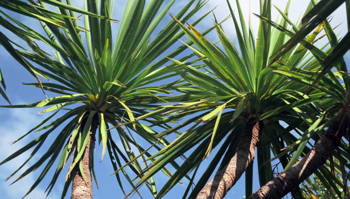  plant cabbage tree