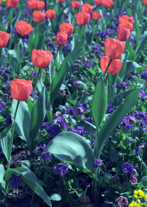 garden flower plant tulip