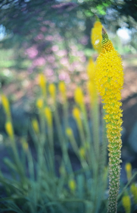 garden flower plant kniphofia