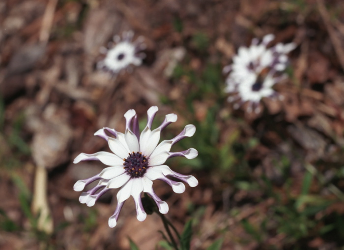  flower plant daisy