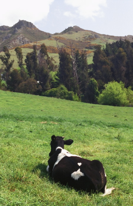 field animal cattle cow