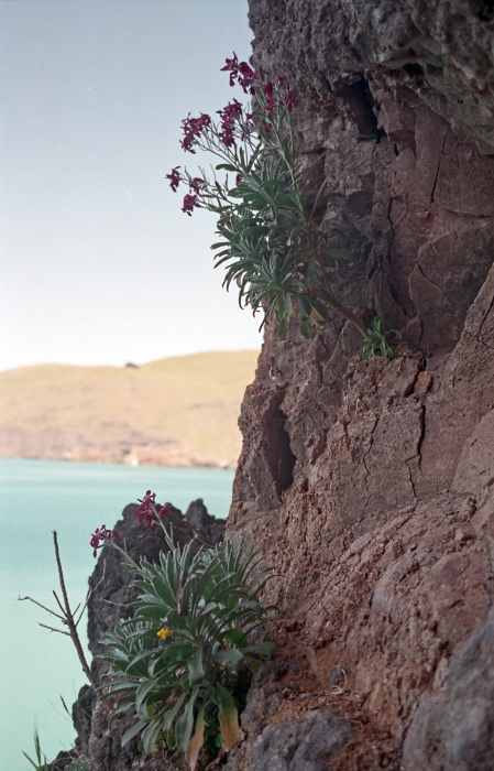 sea rock flower