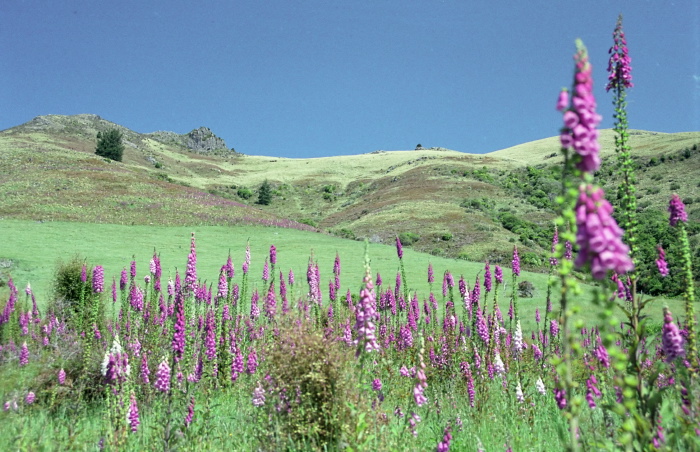 field plant foxglove