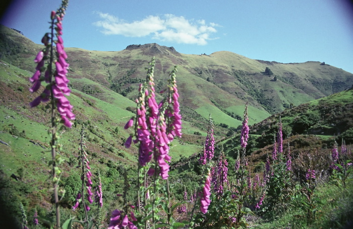 field plant foxglove