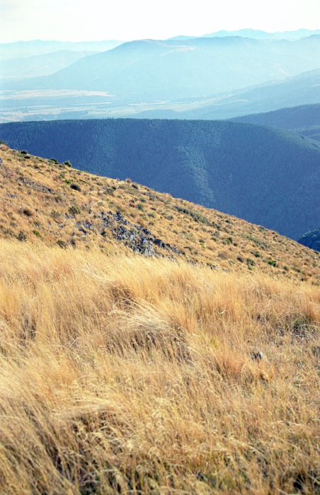 mountain field