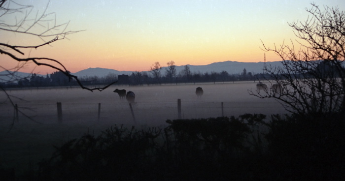 clouds sunset field artifact animal cattle cow