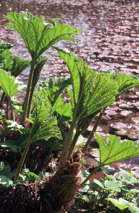 river leaf plant waterplant