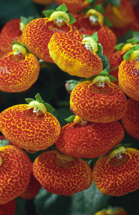  flower plant calceolaria