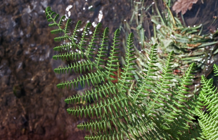 garden plant fern